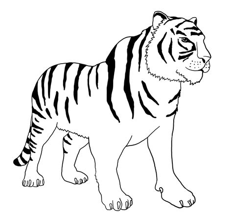 Coloring Page Bengal Tiger – Warehouse of Ideas