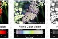 Can Cats See Colors We Can't